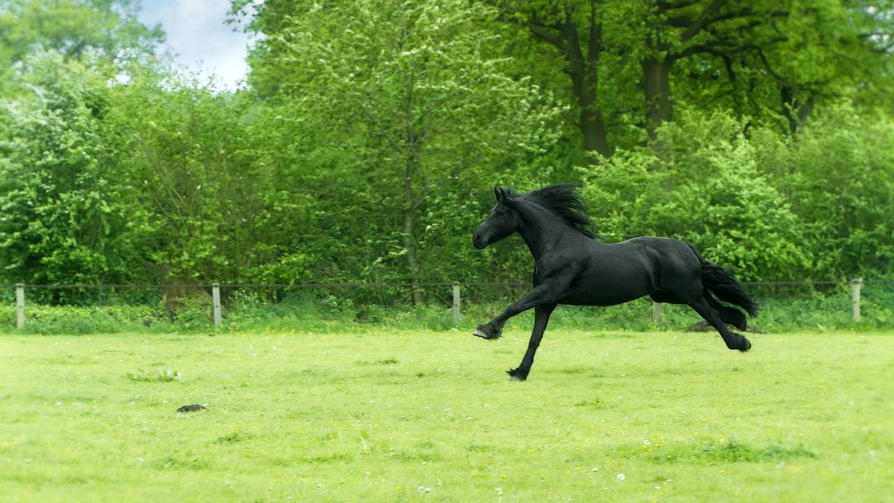 Sonhar com cavalo preto - O que significa? Respostas, aqui!