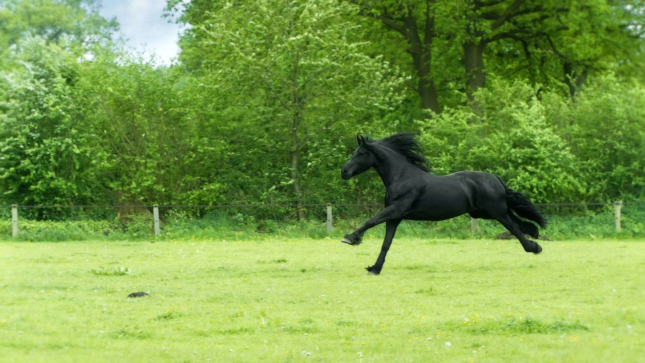 O que significa sonhar com cavalo preto? - abstracta - Filosofia,  Sociologia e Psicologia