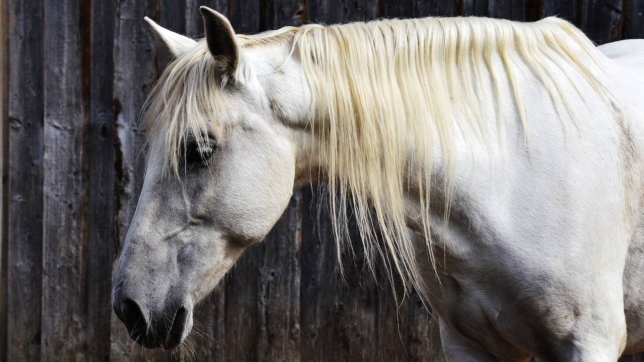 Sonhos Significado: sonhar com Cavalo - MAIS SIGNIFICADOS