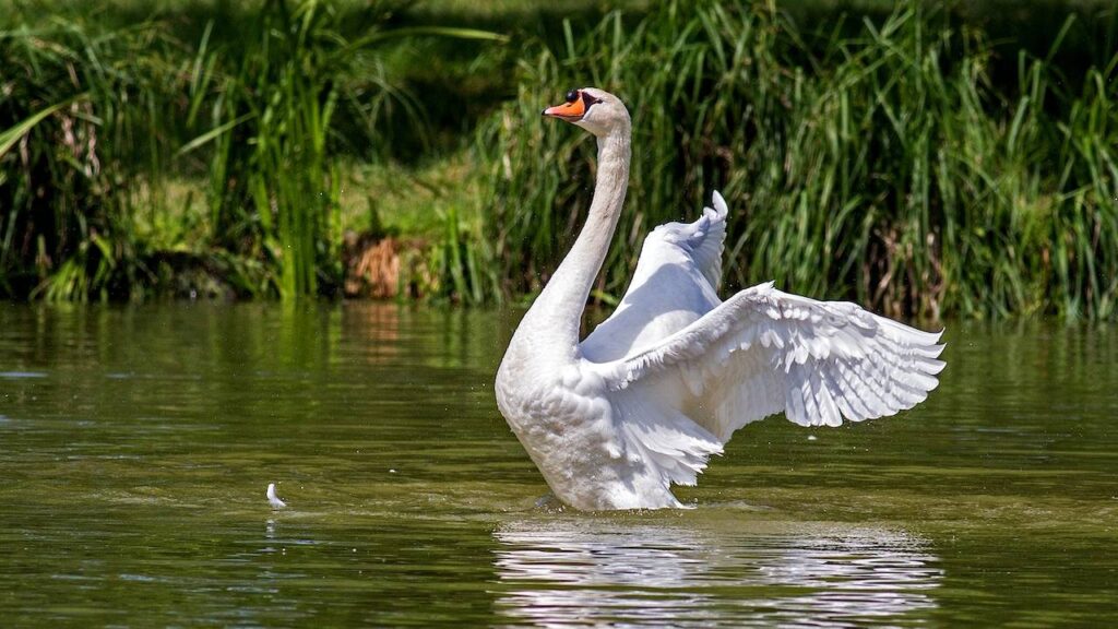 sonhar com cisne